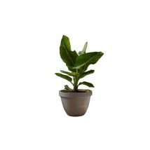 Indoor Banana Plant 'Musa Oriental Dwarf' - Set of 2