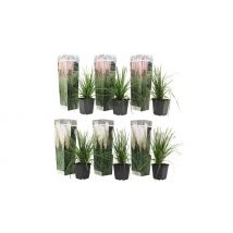 3-Piece Decorative Pampas Grass - 2 Colours