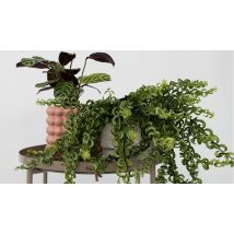 1 or 2 Aeschynanthus 'Twister' Lipstick Plants