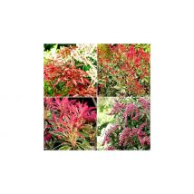 Pieris Japonica Plant Collection - 4 Varieties!