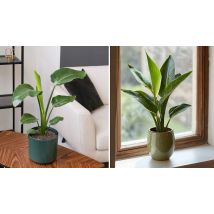 Strelitzia Reginae 'Bird of Paradise'