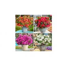 Dwarf Japanese Azalea Collection - 4 Pots!
