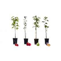 Mix of 4 Pillar Fruit Trees - Cherry, Plum, Pear & Apple!
