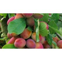 Victoria Plum 4-5ft Bare Root Fruit Tree