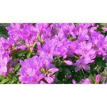2L 'Pink Drift' Dwarf Rhododendron Japonica