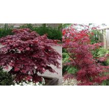 1.5L Acer palmatum Atropurpureum Japanese Maple