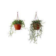 Senecio String of Bananas or Dolphins - 1 or 2 Plants!