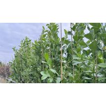 10-Pack Large Cherry Laurel Evergreen Hedging Trees - 2-3ft in 3 Litre Pots!
