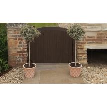 Gift Wrapped Olive Tree