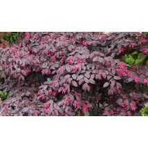 15cm Potted Loropetalum 'Black Pearl' Plant