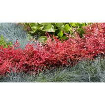 Nandina 'Obsessed' Sacred Bamboo