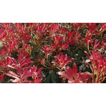 Japanese Andromeda Flowering Shrub Collection