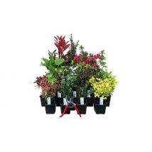 Mixed Garden Shrub Collection - 10 Plants Included!