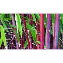 Bamboo Red “Fargesia Asian Wonder” - Set of 3!