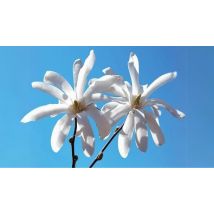 Magnolia Stellata Tree - 3L Pot!