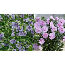 Double Flowered 'Chiffon' Hibiscus Collection