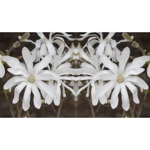 3L Magnolia Stellata Standard