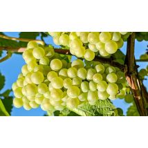3-Pack of Common Grape Vines - 2 Options