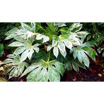 Fatsia Japonica Japanese Aralia 'Spider's Web' Plant