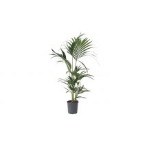 Kentia Indoor Palm
