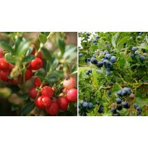 Set of 3 Cranberry or Blueberry Plants