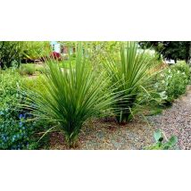 2-Pack Cordyline 'Australis' Cabbage Palm Tree - 9cm Pots!