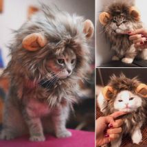 Déguisements pour animaux de compagnie, casquette à crinière de Lion, chapeau pour chat, chien, Halloween, décoration de noël, vêtements habillés pour animaux de compagnie