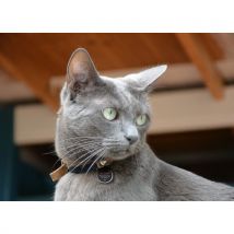 Spotted! Pro Dog & Cat - S