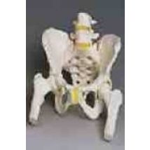 A62: Esqueleto De La Pelvis Femenino Con Cabezas De Femur Moviles