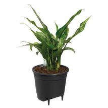 ELHO Pot a fleurs Self-watering Insert - Ø 33 x H 31 cm - Intérieur, accessoires - 100% recyclé - Noir