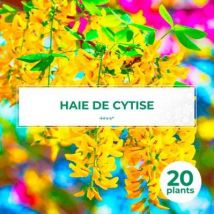 Pepinieres Naudet - 20 Cytise Commun (laburnum Anagyroides) - Haie De Cytise - 20 Jeunes Plants : Taille 20/40cm