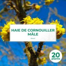 Pepinieres Naudet - 20 Cornouiller Mâle (cornus Mas) - Haie De Cornouiller Mâle - 20 Jeunes Plants : Taille 13/25cm
