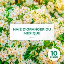 Pepinieres Naudet - 10 Oranger Du Mexique (choisya Ternata) - Haie De Oranger Du Mexique - 10 Jeunes Plants : Taille 10cm