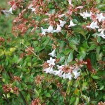 Pepinieres Naudet - Abélia X Grandiflora - Kaleidoscope - Godet - Taille 13/25cm