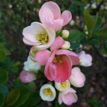 Pepinieres Naudet - Cognassier Du Japon 'flocon Rose' (chaenomeles Superba 'flocon Rose') - Godet - Taille 20/40cm