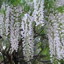 Pepinieres Naudet - Glycine Du Japon 'alba' (wisteria Floribunda Alba) - Conteneur 3l