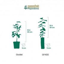 Pepinieres Naudet - Kit Haie Mellifère - 20 Jeunes Plants - 20 Jeunes Plants : Taille 20/40cm