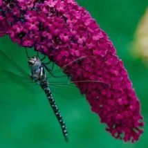 Pepinieres Naudet - Arbre À Papillons 'royal Red' (buddleia Davidii) - Godet 9cm