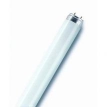 Osram - Tube Fluorescent T8 - G13 - 36w - 3350 Lm - Ø26 Mm - Blanc Froid