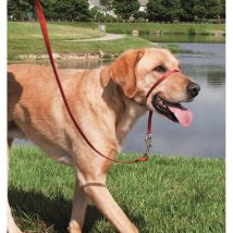 Cabestro Perro Premier Easy Walk Cy3597