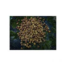 Graine Préparées Poseidon Particles Tigernuts Micro 5l