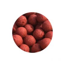 Bouillette Specimen Carpe Dixtinction Fraise Creme - Pêcheur.com