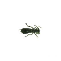 Appat Artificiel Volkien Insekt - 4cm - Par 20 Green Pumpkin Black