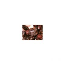 Graine Seche Natural Baits Tigernuts Tigernuts Black