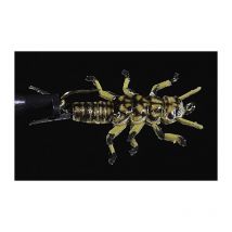 Mouche Jmc Nymphe Jig 102 No6 - Pour Pêche à la mouche - Pêcheur.com