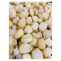 Prepared Seeds Poseidon Particles Maïs Géant Mg-5/cp