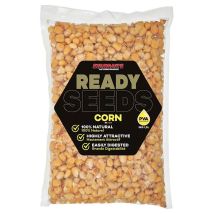 Semilla Preparada Starbaits Ready Seeds Corn 74213