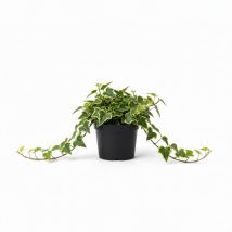 Ivy 'Gold' (Hedera helix), Vibrant Golden Variegated Evergreen, 10.5cm Pots (Pac - Ivy  / 3