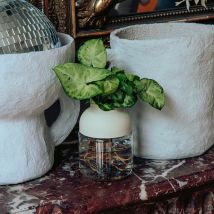Plante avec vase autonome - Wet pot - Blanc - Fabriqué en France - Idée cadeau femme - Cadeau Crémaillère - Tot - Les Raffineurs