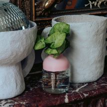 Plante avec vase autonome - Wet pot - Rose - Fabriqué en France - Idée cadeau femme - Cadeau Crémaillère - Tot - Les Raffineurs